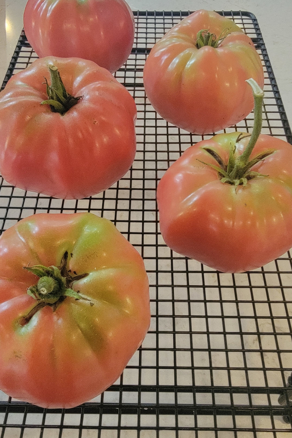 tomato ripening rack
