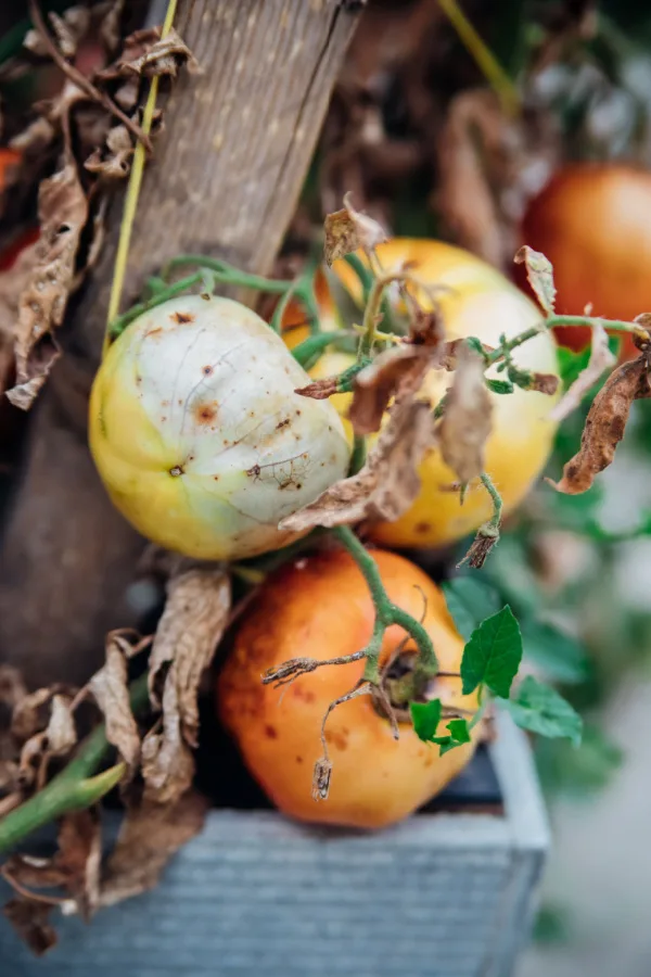 Rotten tomato. Mold on vegetables. Rotten product. Spoiled food