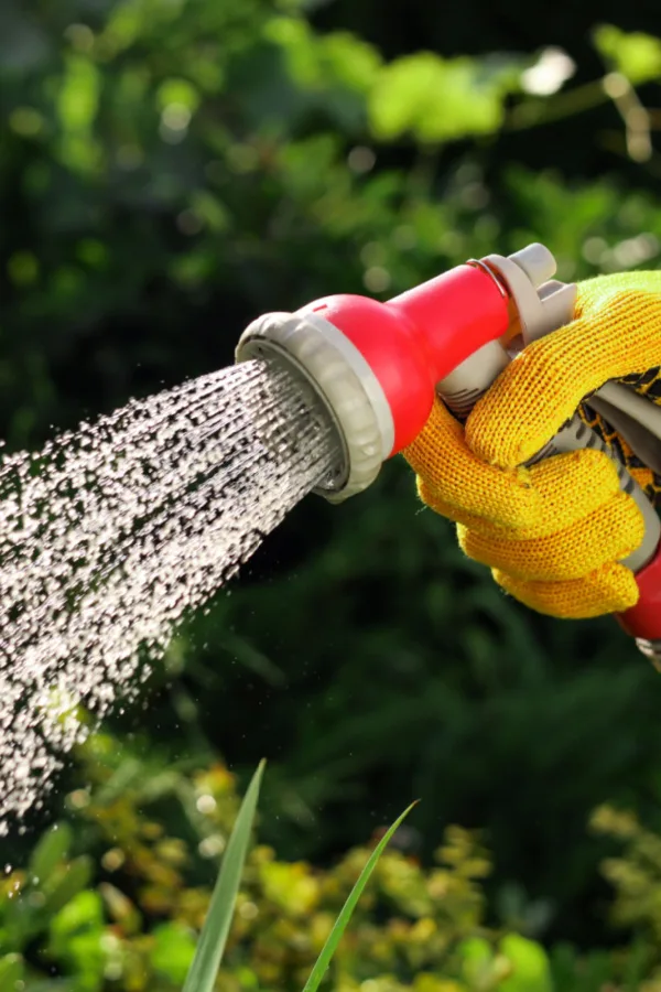 watering mums from above