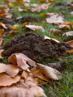 get rid of ground moles in the fall