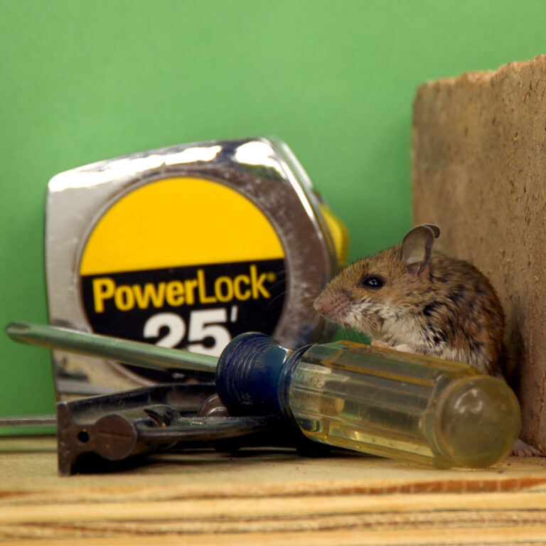 How To Keep Mice Out Of My Garage