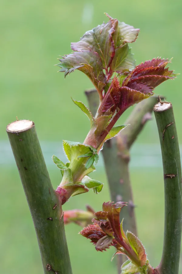 prepare roses for winter