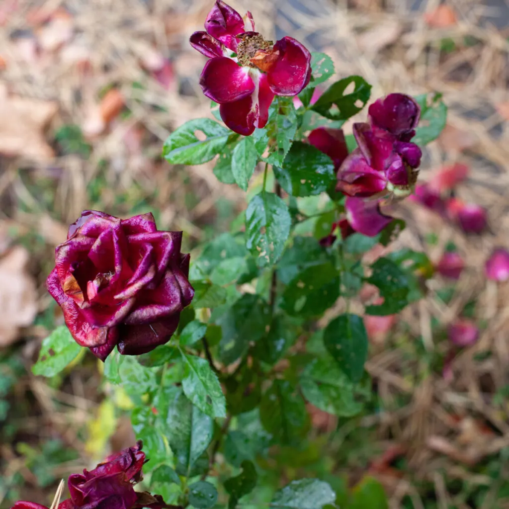 fall rose care