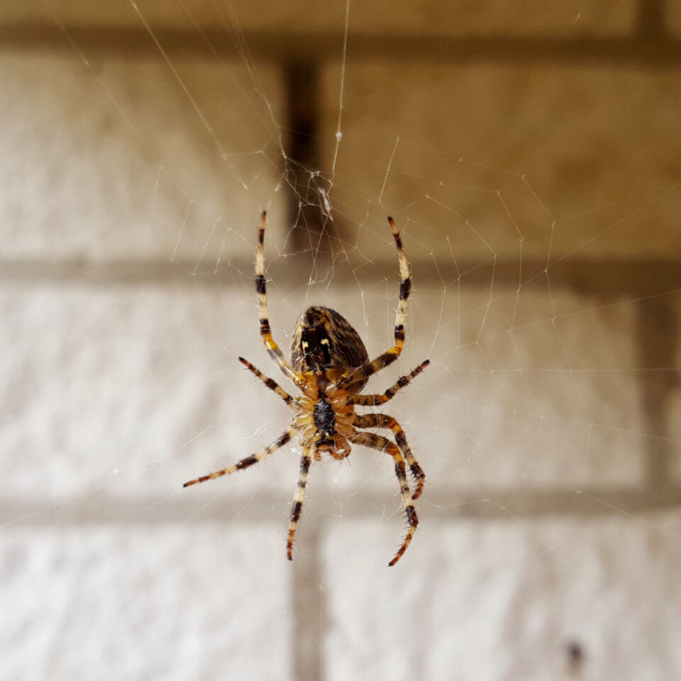 How To Stop Spiders 3 Easy Ways To Keep Spiders Outside!