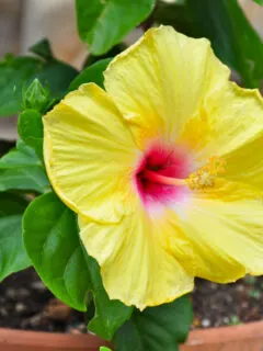 A bright yellow hibiscus bloom on potted plant.
