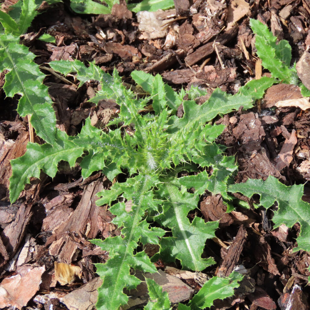 how to get rid of thistle weeds