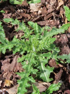 how to get rid of thistle weeds