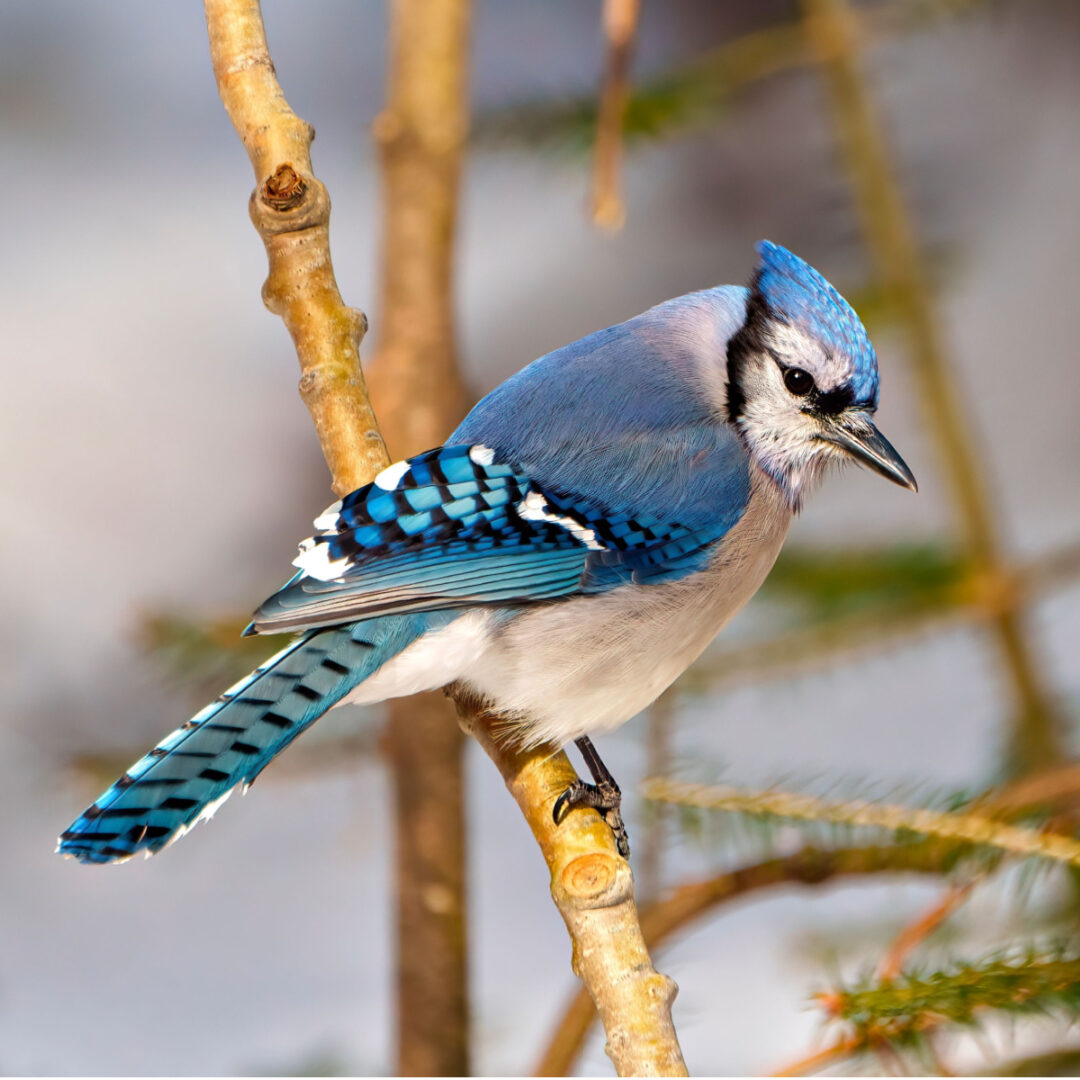 How To Feed Blue Jays Without Driving Other Birds Away!