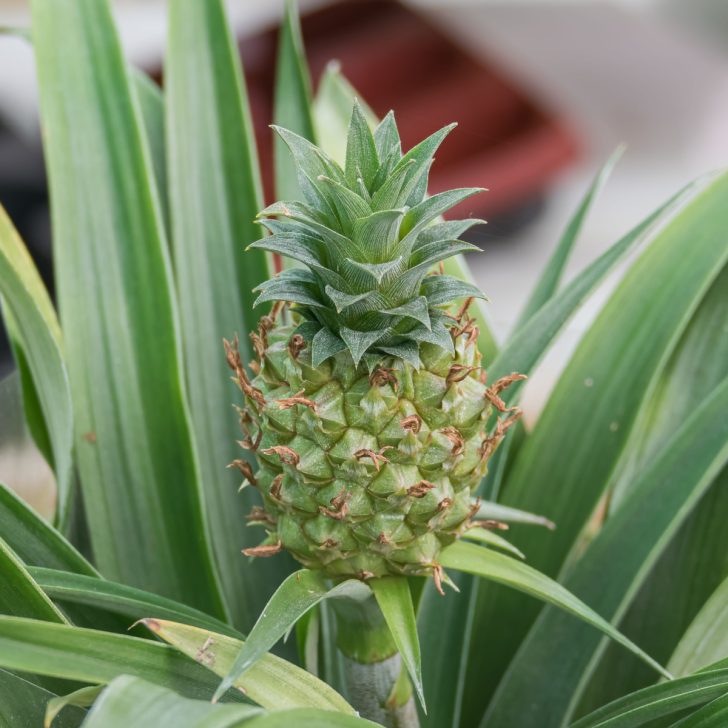 How To Grow A Pineapple Plant Indoors From A Pineapple!
