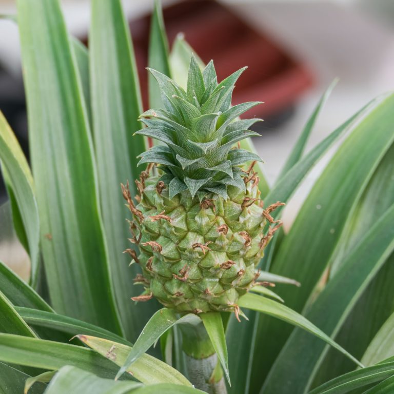 How To Grow A Pineapple Plant Indoors From A Pineapple!
