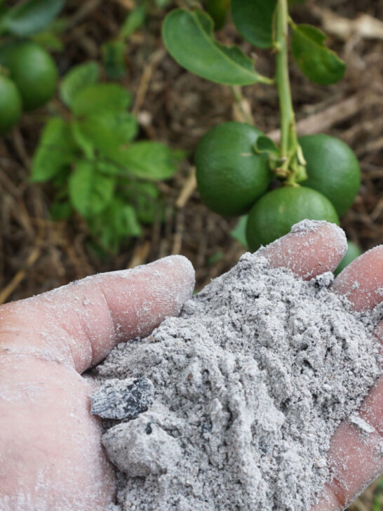Vegetable Garden Plants Archives This Is My Garden