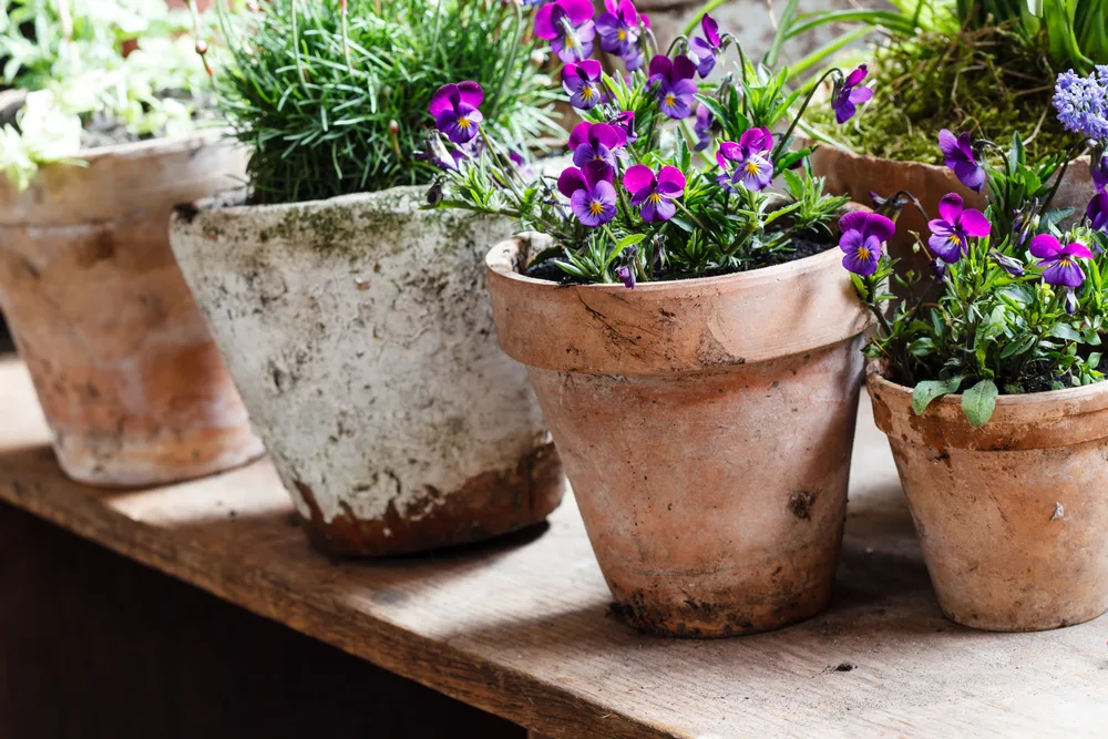 container gardening