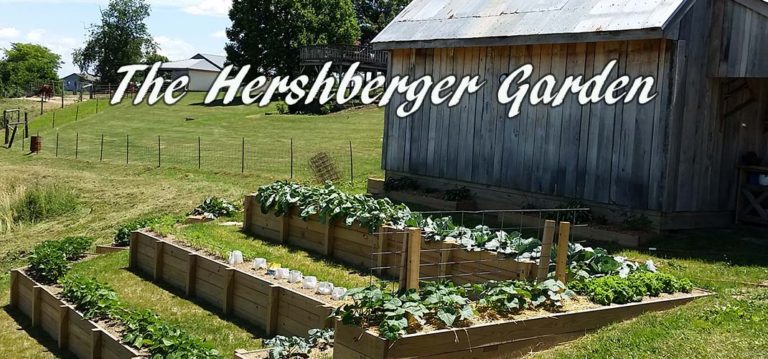 The Hershberger Garden, The Beauty Of Flowers, Food And More!