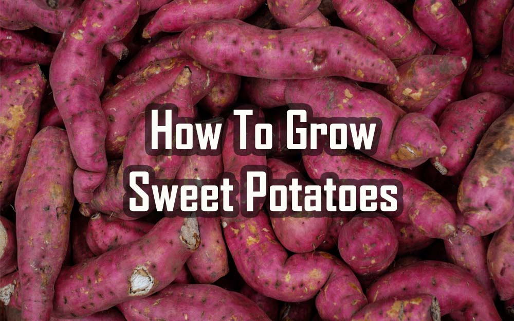 How To Grow Sweet Potatoes In 5 Easy Steps This Is My Garden 8876