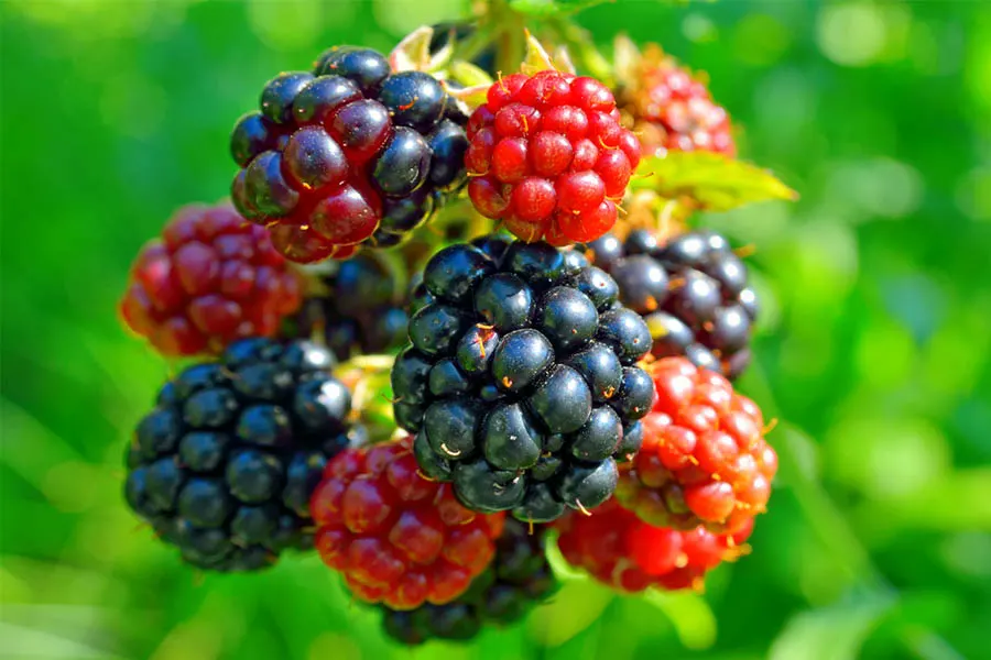 grow blackberries and raspberries