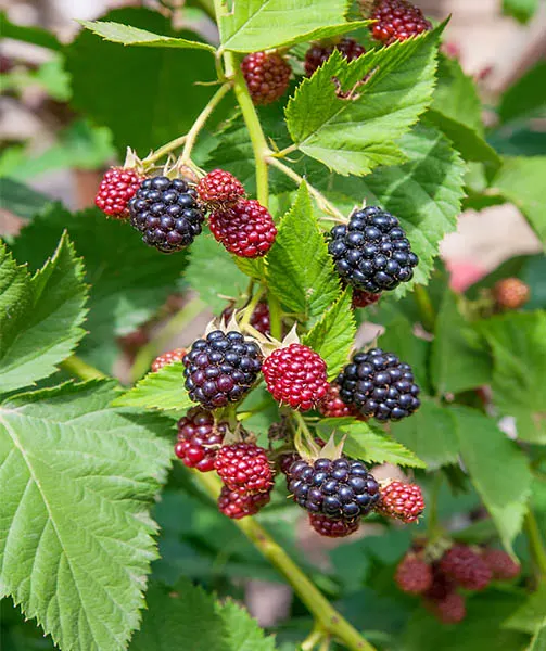 growing blackberries and raspberries
