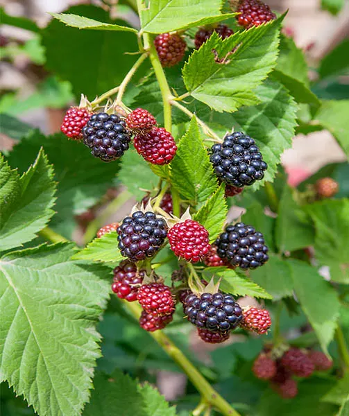 How To Grow Blackberries And Raspberries In The Backyard