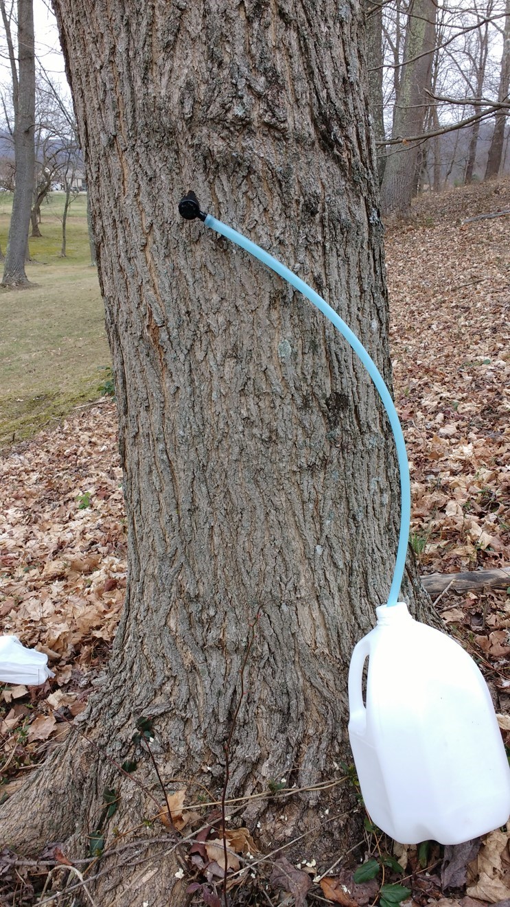 homemade maple syrup