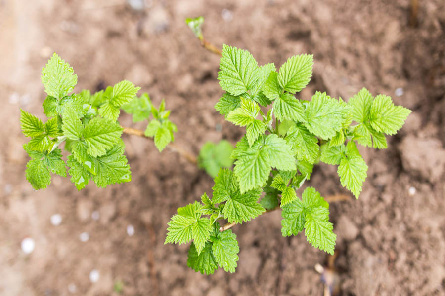 How To Grow Blackberries And Raspberries In The Backyard