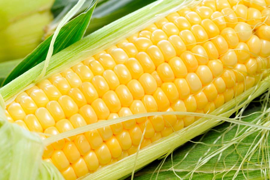 growing sweet corn