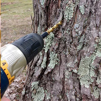 homemade maple syrup