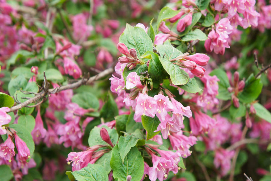 4 Great Flowering Shrubs and Bushes For Incredible Curb Appeal