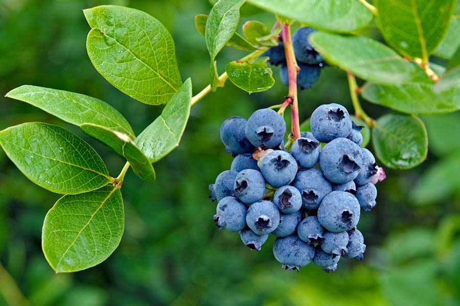 how-to-identify-a-shrub-with-red-berries-fruit-bushes-red-berries