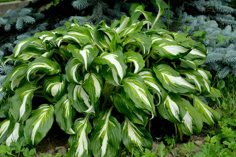 Shade Loving Plants - 4 Great Perennials That Thrive Without Sun