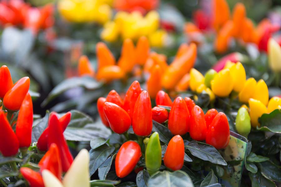 ornamental peppers