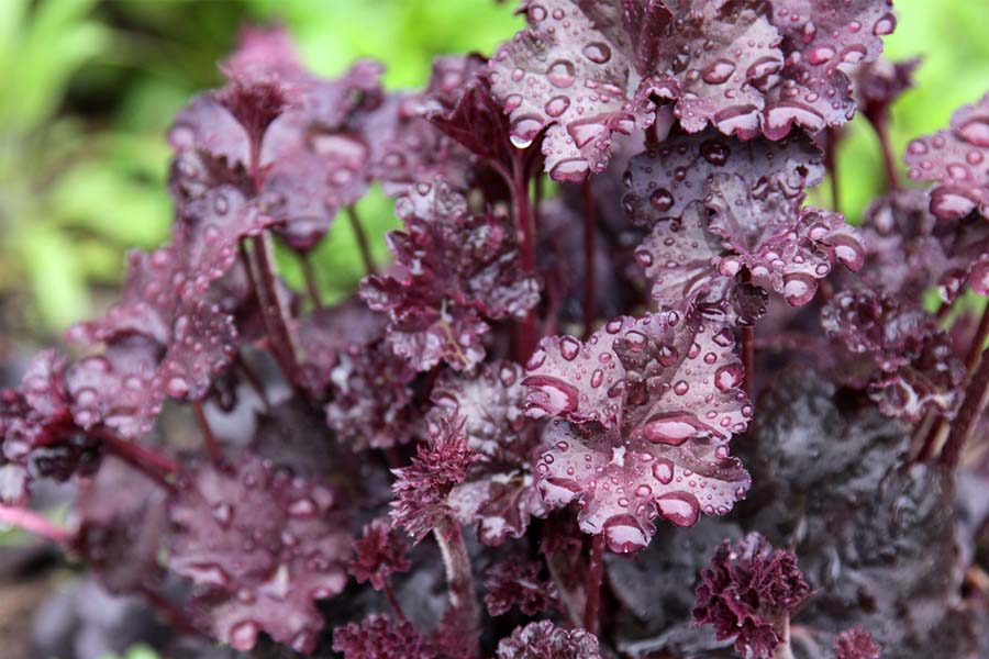 shade loving plants