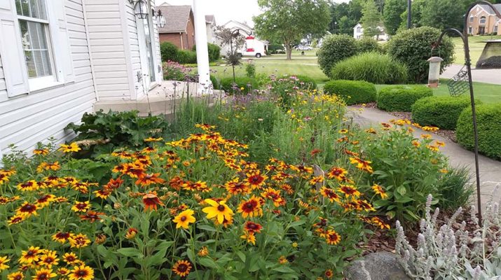 Tricia S Home Grown Prairie Garden A Gorgeous Display Of Native