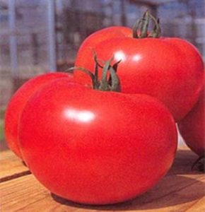 growing container tomatoes