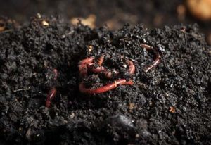 homemade compost tea