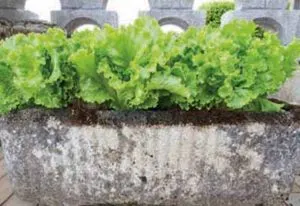 growing loose leaf lettuce