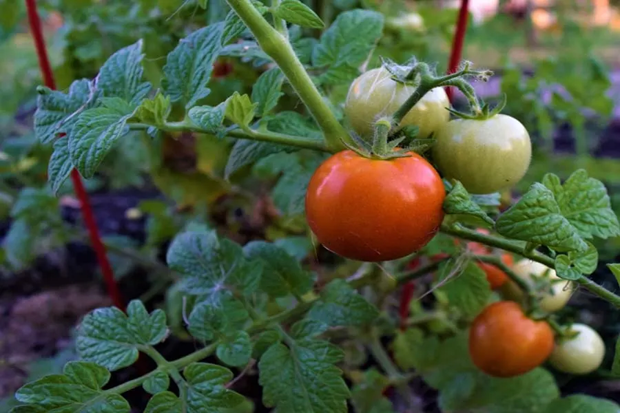 growing container tomatoes