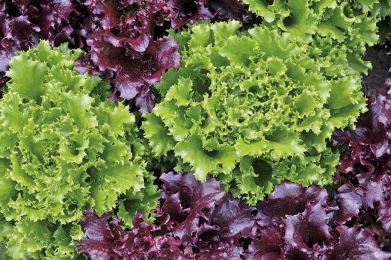 growing loose leaf lettuce