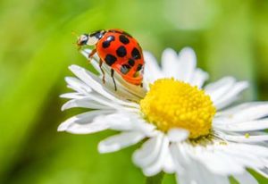 beneficial insects