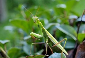 beneficial insects