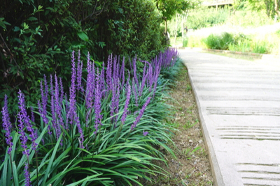 4 Ornamental Grass Varieties To Add Low Maintenance Style To Your Yard