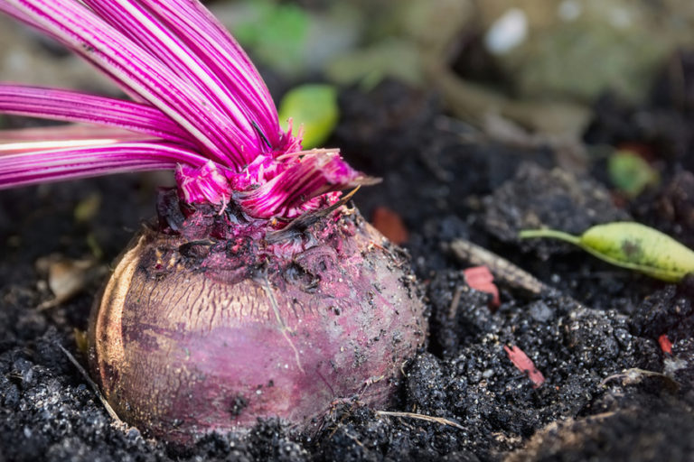 grow beets