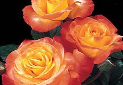 easy care roses