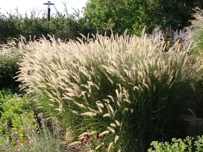 ornamental grass care