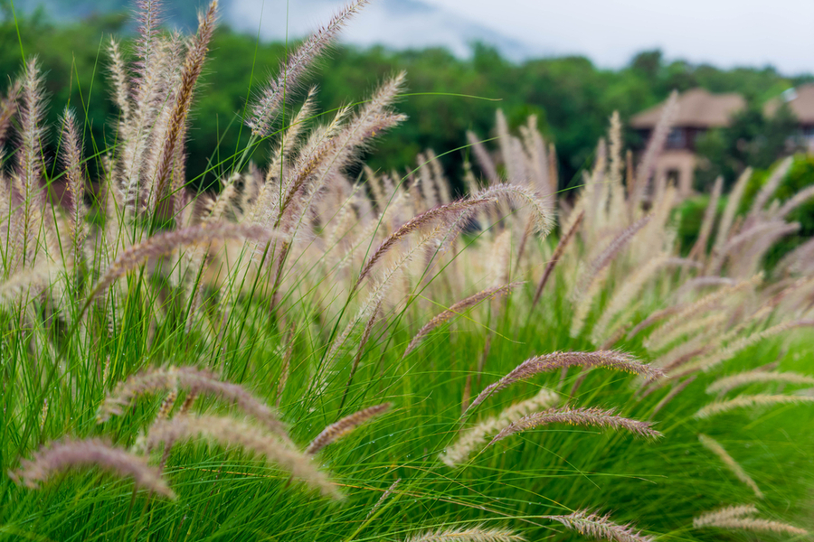 4 Ornamental Grass Varieties To Add Low, Types Of Tall Grass For Landscaping