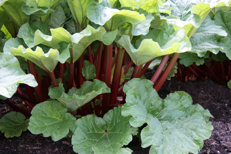 grow rhubarb