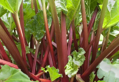 grow rhubarb