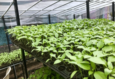 hardening off seedlings before transplanting