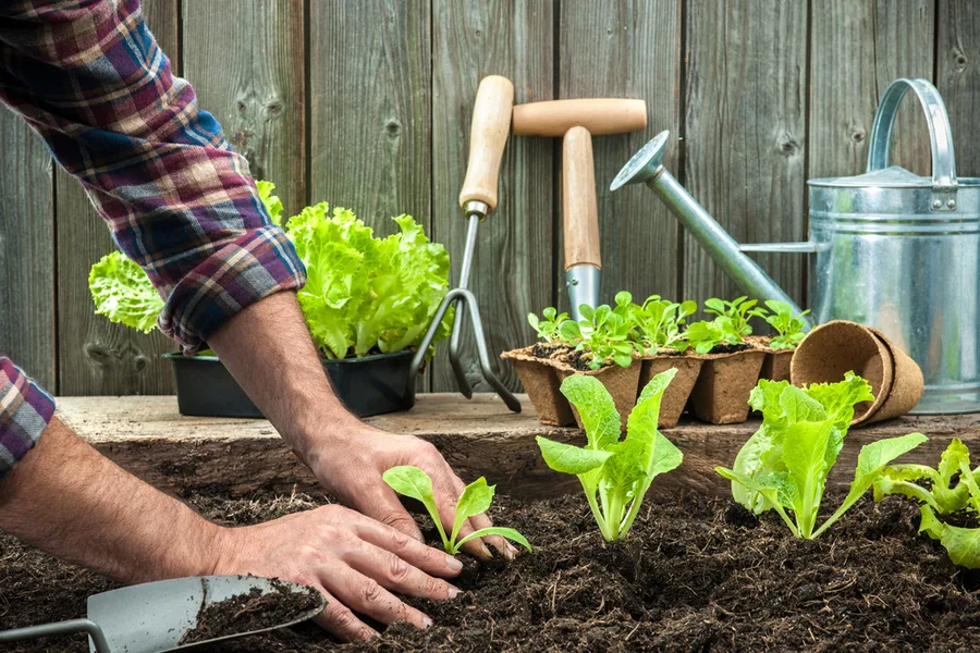 fertilizing naturally