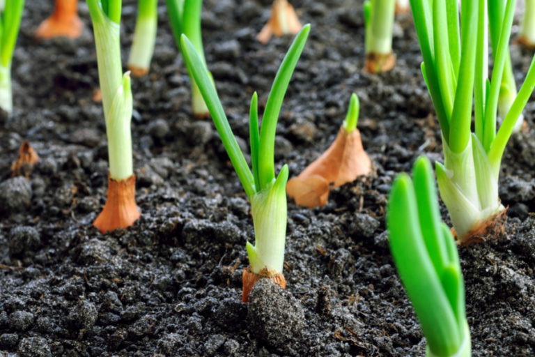 growing onions