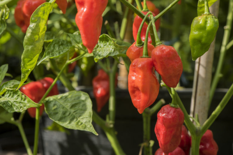 growing hot peppers
