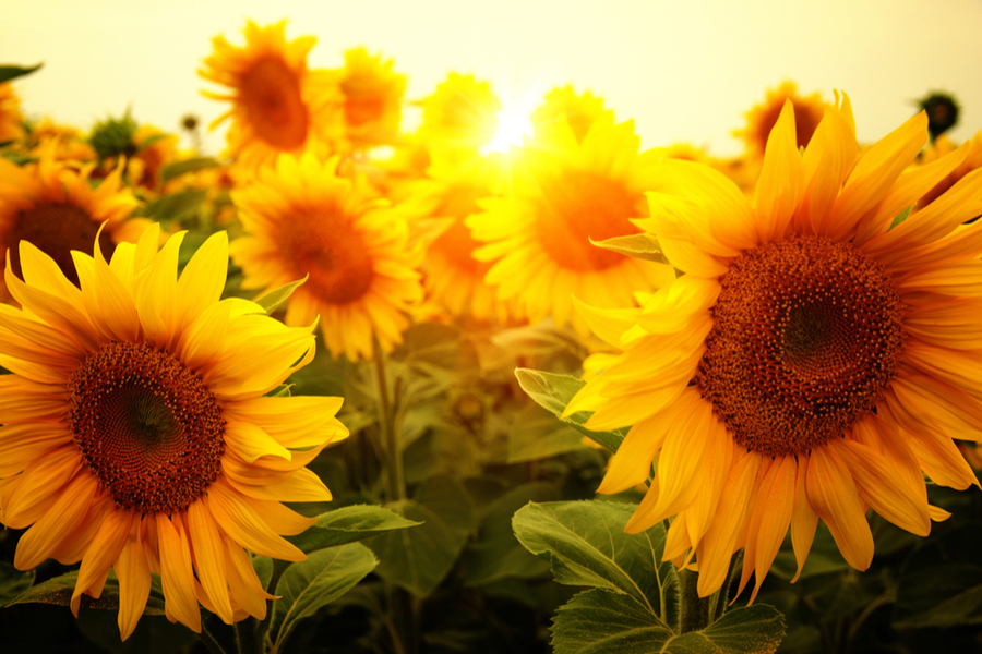 Growing Sunflowers - 5 Great Varieties To Plant This Year!